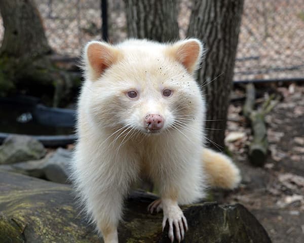 White Raccoon