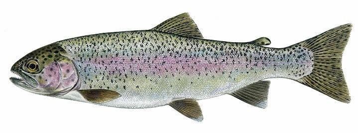 Rainbow Trout