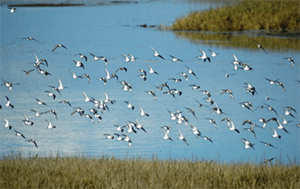 Sandpipers