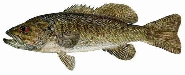 Small Mouth Bass