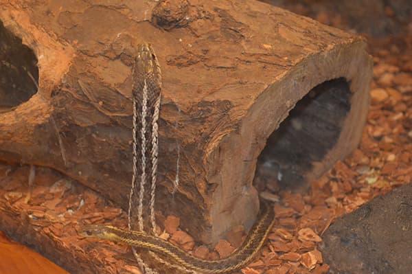 Snakes