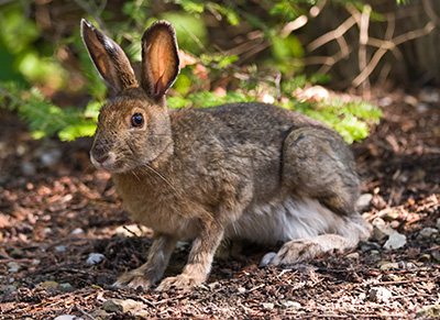 Snowshoe hare