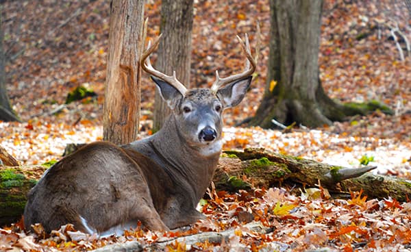 White-tailed Deer