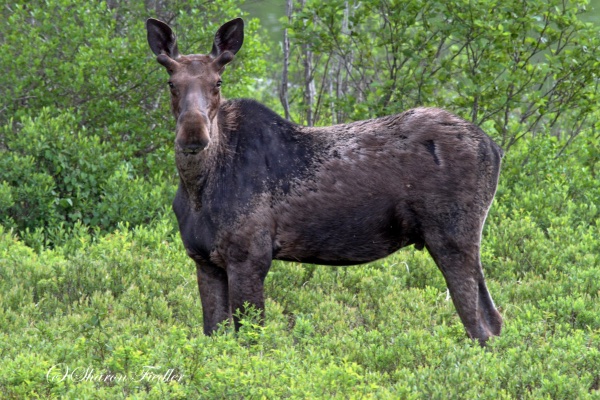 Moose with ticks