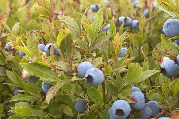 Downeast blueberries