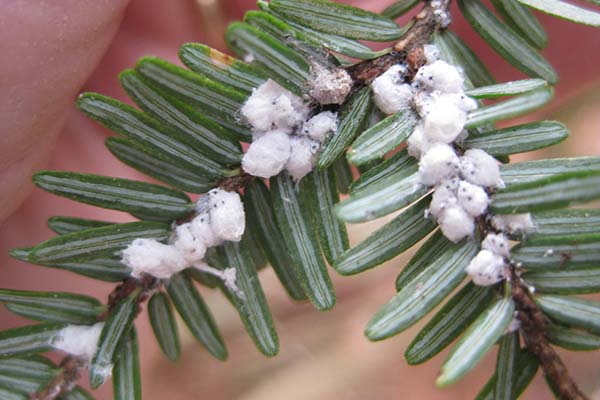 Pine needles with fungus