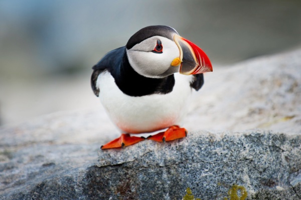 A puffin