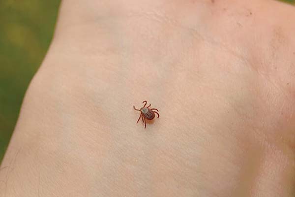 A deer tick on a wrist