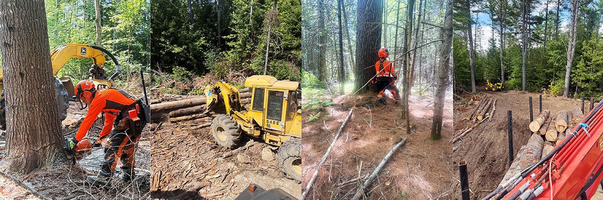 A collage of loggers and logging equipment in the forest. 