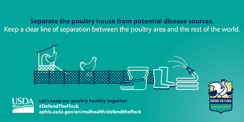 Facebook and Twitter graphic showing chickens with the text separate the poultry house from the potential disease sources