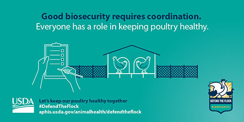 Facebook and Twitter graphic showing chickens with the text good biosecurity requires coordination. Everyone has a role in keeping poultry healthy. 