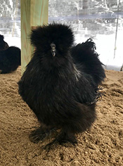 Black Bantam. Photo by Sara Dilegge.