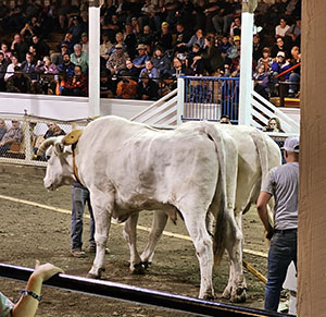 Oxen at fair waiting for their turn