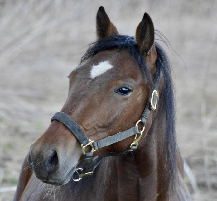 Brown horse