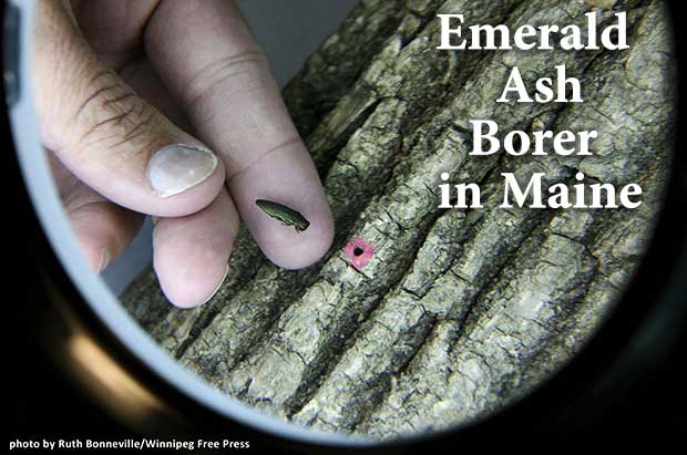 Emerald Ash Borer in Maine