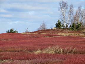 Washington County blueberry fields