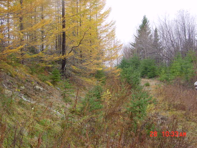 P03_Tamarak_Trees_Planted_Off_Re6_A_In_Early_1970s.jpg