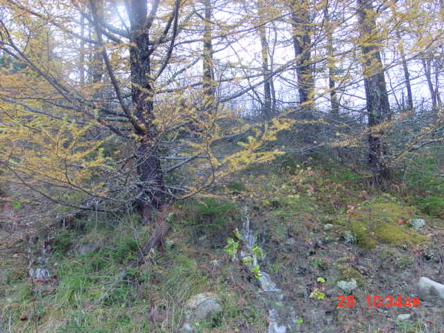 P04_Tamarak_Trees_Planted_Off_Re6_A_In_Early_1970s.jpg