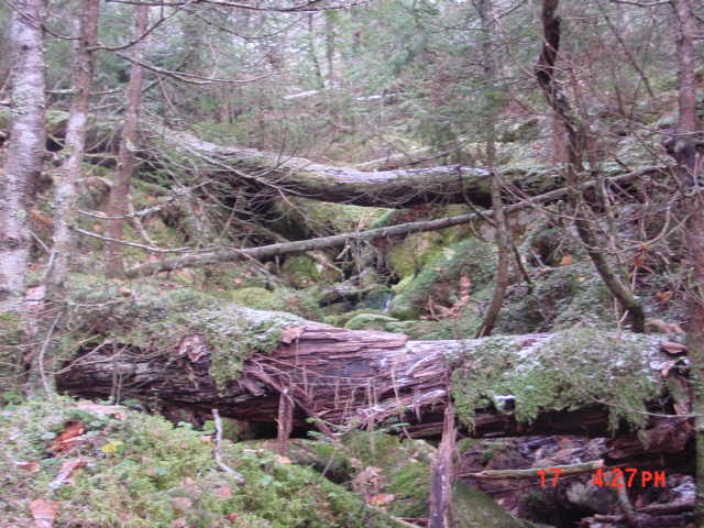 P45_Stream_Crossing_At_Pt_6.jpg