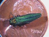 emerald ash borer adult on head of penny