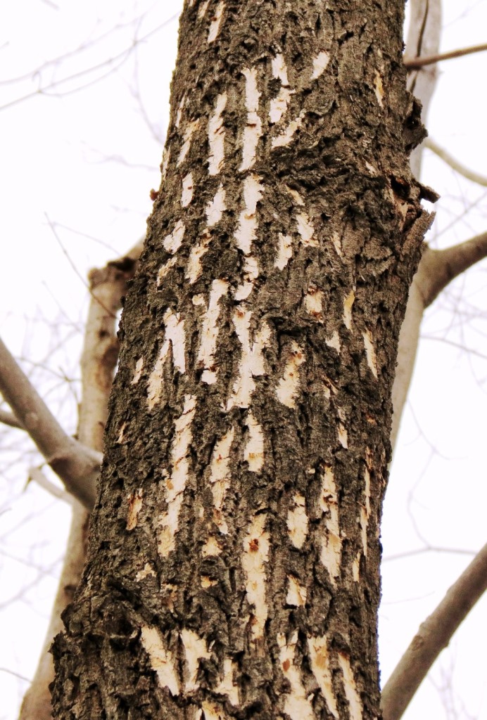 woodpecker "blonding" medium (photo by Jenn Forman Orth, MDAR)