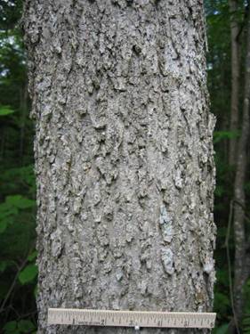 image of black ash bark