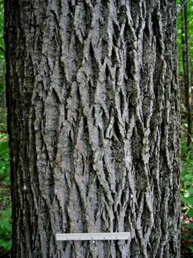 image of green ash bark