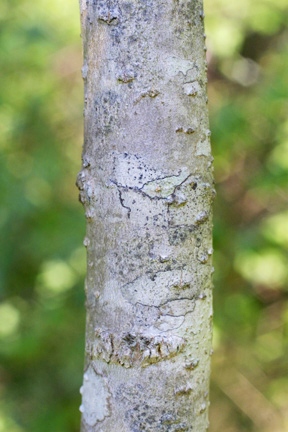 image of young ash bark