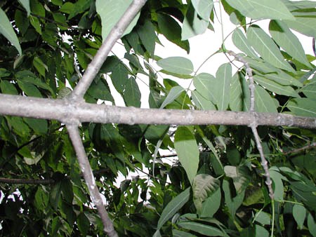 image of ash tree branch