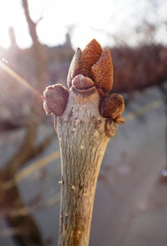 image of ash tree buds
