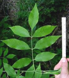 image of green ash leaf