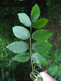image of white ash leaf