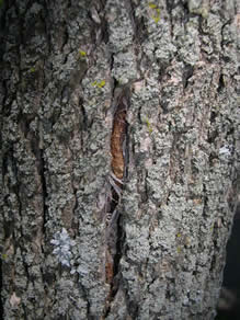 Bark splitting