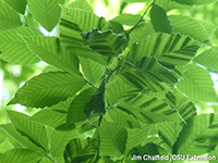 Beech Leaf Disease, Credit: Jim Chatfield, OSU Extension