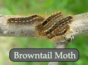 Late instar (older) browntail moth larvae.  Photo, MFS.