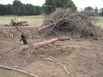 Pile of regulated larch ready to be burned.  Photo:  Maine Forest Service