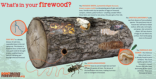 What's in your firewood?  (image of a piece of wood and the invasive insects that could be in it)