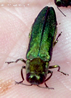 Emerald ash borer adult