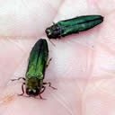 Emerald Ash Borer