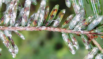 Elongate hemlock scale (Fiorinia externa) on hemlock (Tsuga canadensis), September 2009. Photo Maine Forest Service 