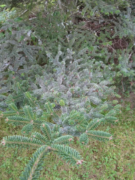 Waxy bloom apparent from a distance in late summer/early fall.  Photo: MFS