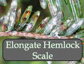 Heavy elongate hemlock scale infestation. Photo: Maine Forest Service