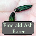 Emerald ash borer adults.  Photo: Maine Department of Agriculture