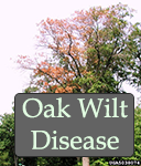 Oak Wilt Joe OBrien USFS Bugwood