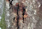 Oozing canker of Phytopthora ramorum infected oak.  USFS photo