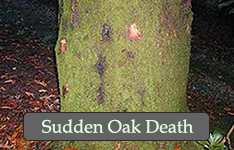 Bleeding cankers on Quercus.  Department of Environment Food and Rural Affairs (DEFRA), United Kingdom