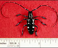 Asian Long Horned Beetle