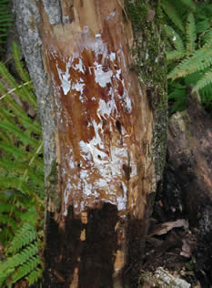 Mycelial fan of Armillaria sp. on ash (Fraxinus sp.).  (Photo: Bill Ostrofsky, Maine Forest Service)