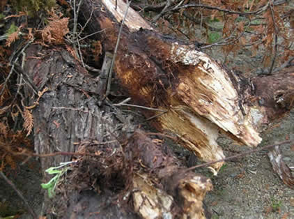 Arborvitae damaged by Armillaria. Rot and mycelial fan visible in images.  Photo: Maine Forest Service