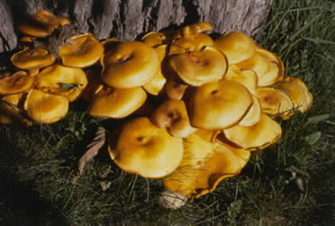 Fruiting structures (mushrooms) of Armillaria sp. (Photo Bill Ostrofsky, Maine Forest Service)
